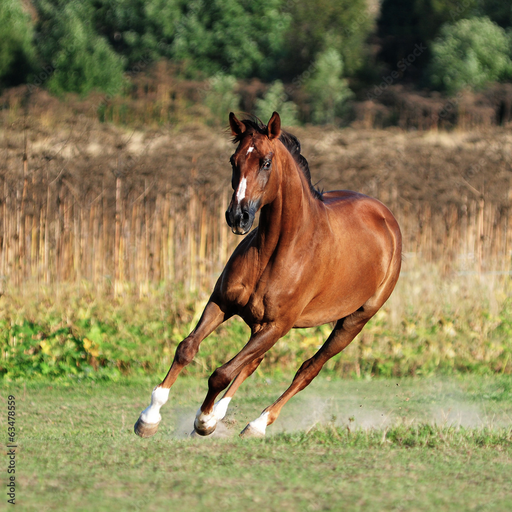 wild stallion running in sunset wild stallion running in sunset