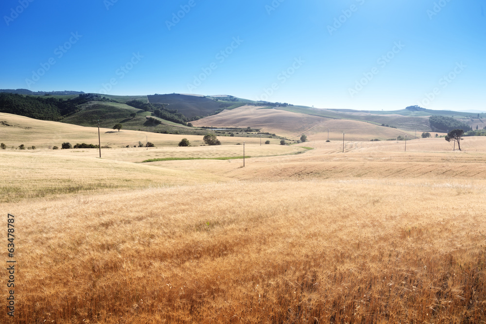 Fototapeta premium barley hills Tuscany, Italy