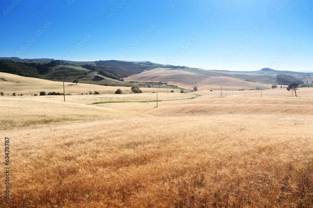 barley hills Tuscany, Italy