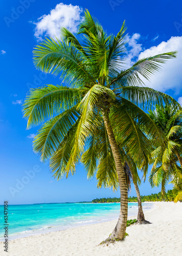 Tropical sandy beach with exotic palm trees, against blue sky
