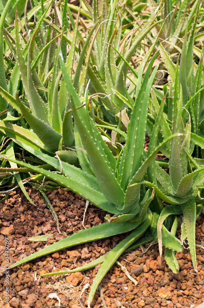 Obraz premium Aloe vera on a field