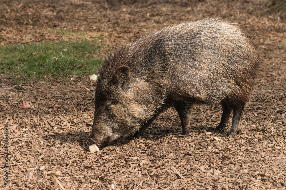 foraging peccary foraging peccary
