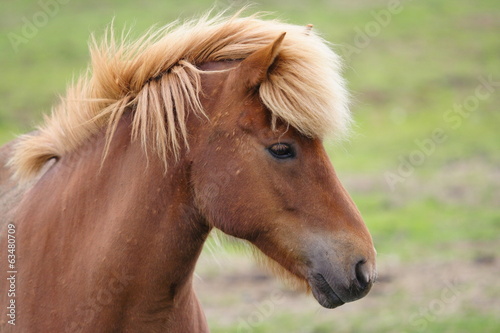 Icelandic Horse