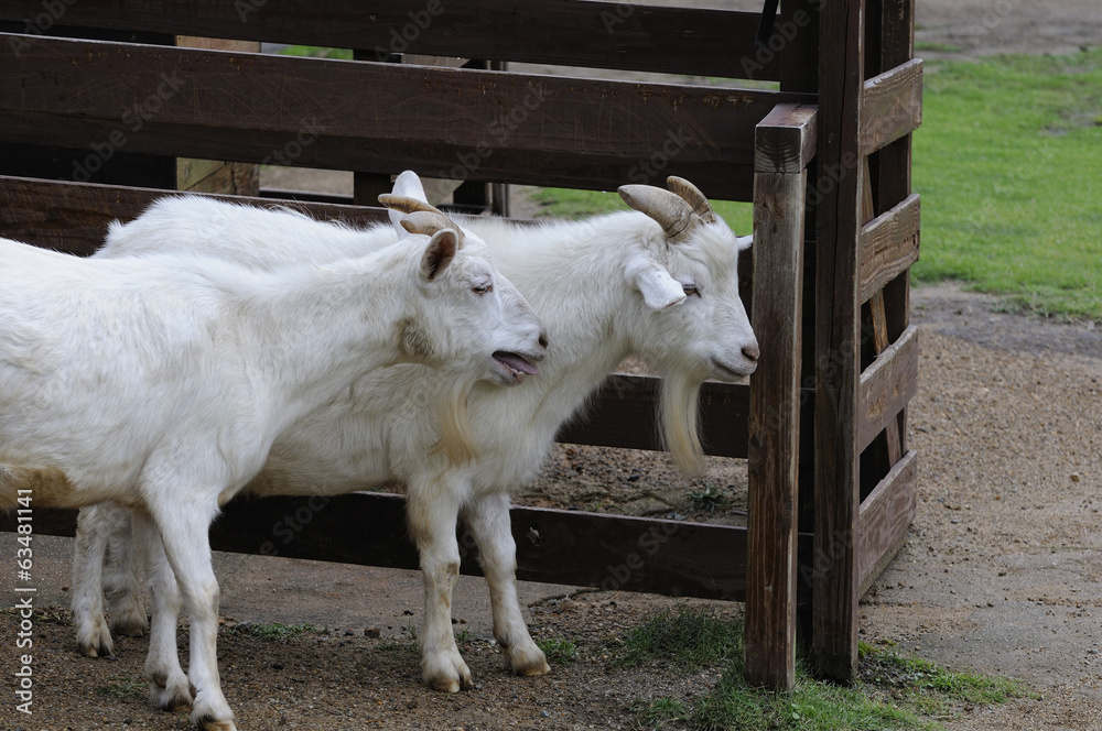 Obraz premium ヤギ