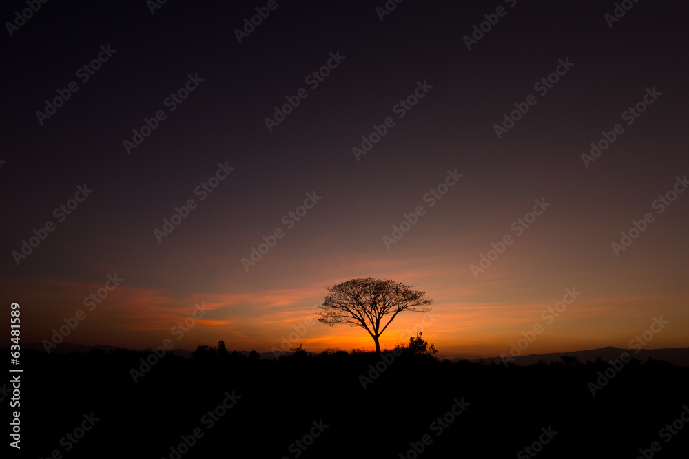 tree in silhouette style