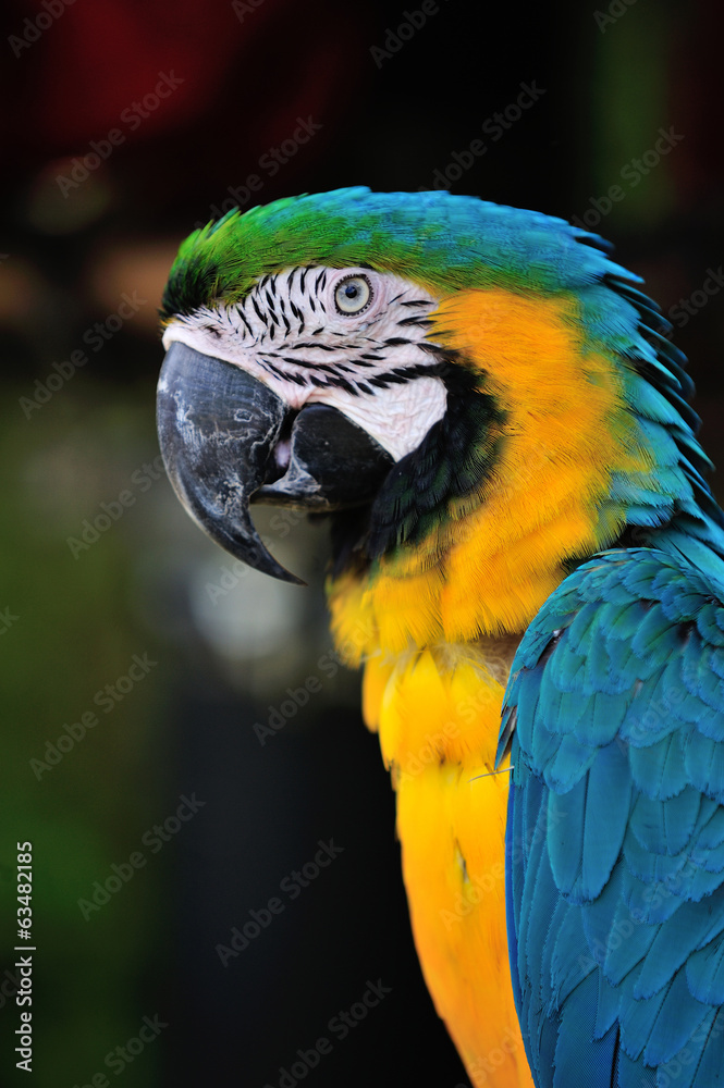 Fototapeta premium Ara