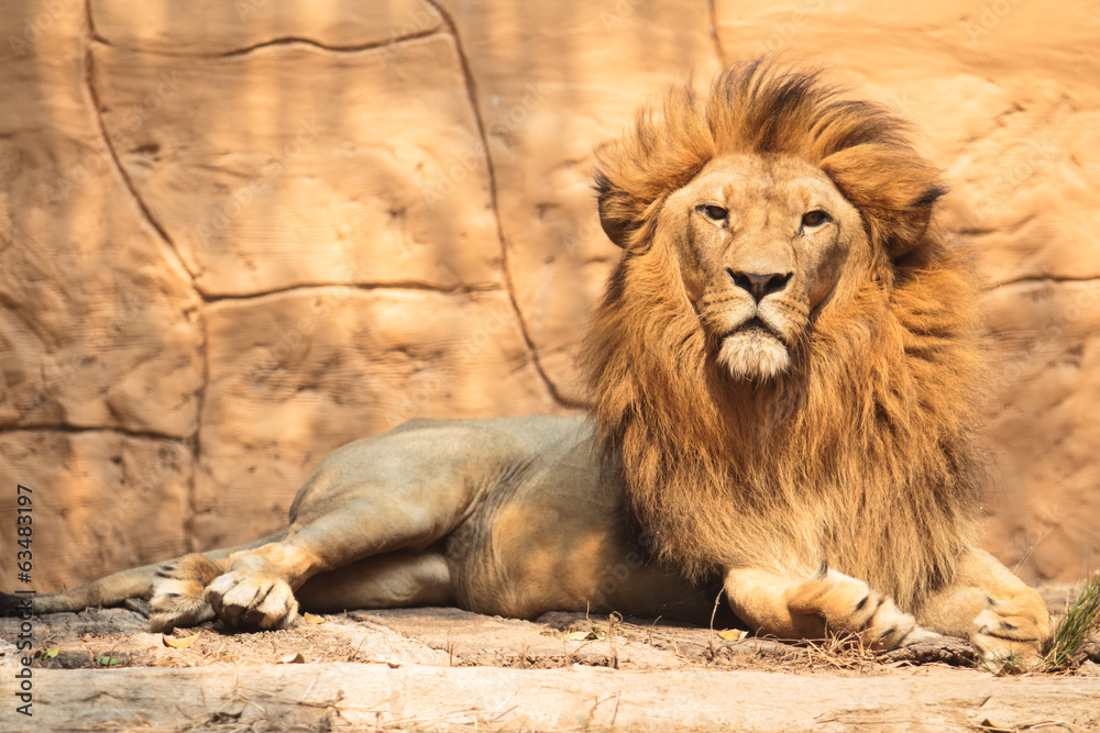 Obraz premium lion