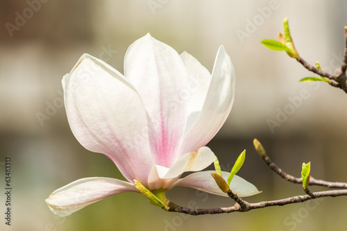 Magnolia Tree Flower Blossom In Spring