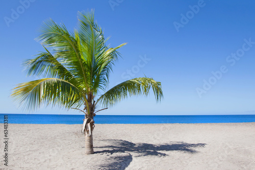 Eine Palme am Strand