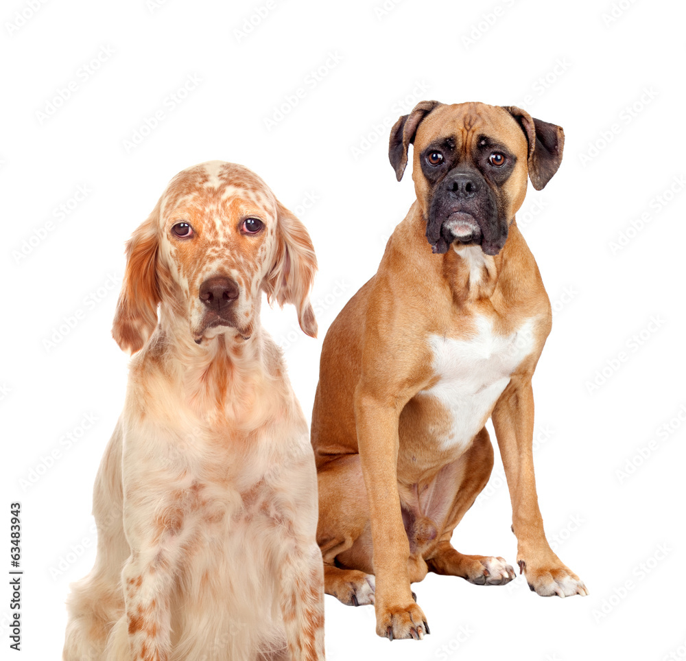 Obraz premium Two different breed dogs sitting
