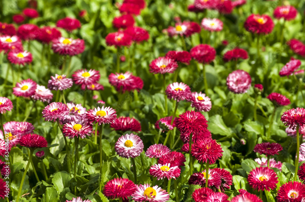 Meadow with red little flowers closeup as background Meadow with red little flowers closeup as background