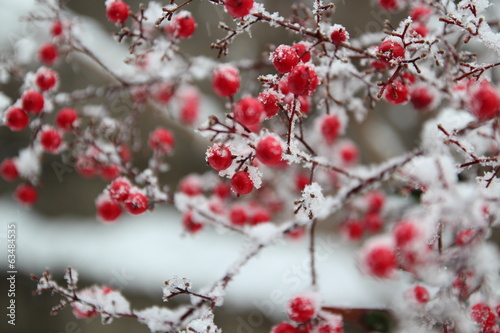 雪と南天