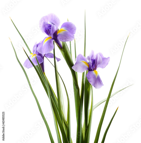 Beautiful iris flower isolated on white