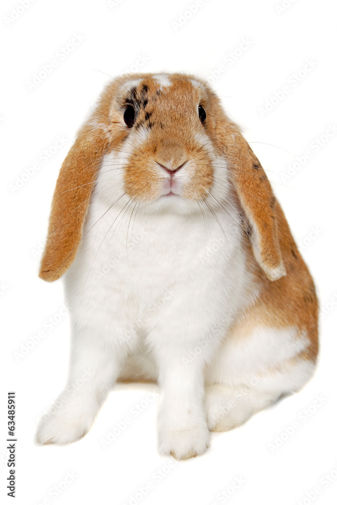 Obraz Rabbit isolated on white background