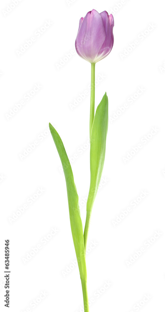 Beautiful tulip isolated on white Beautiful tulip isolated on white
