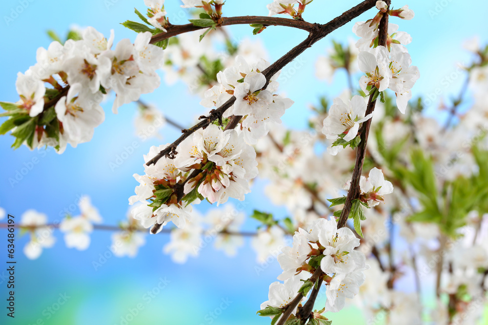 Beautiful blooming branches, close-up, on light background Beautiful blooming branches, close-up, on light background