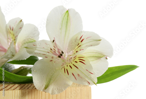Fototapeta Naklejka Na Ścianę i Meble -  Beautiful Alstroemeria flowers, isolated on white