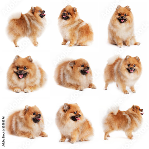 Red spitz in different poses photo