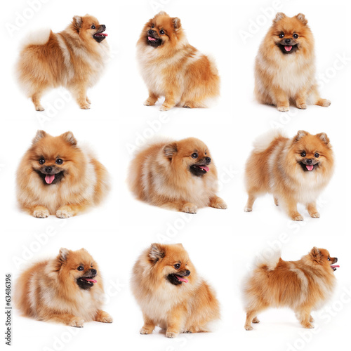 Red spitz in different poses