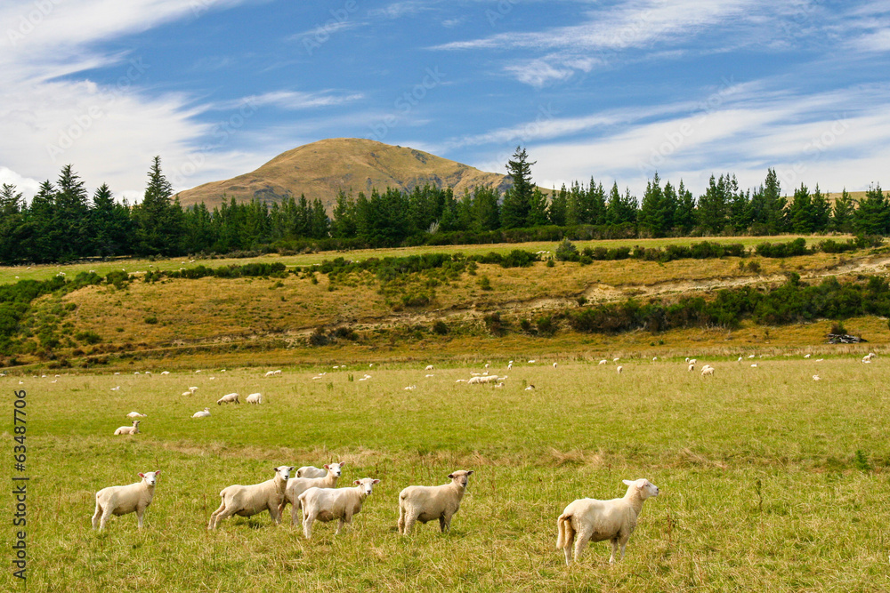 Obraz premium New Zealand