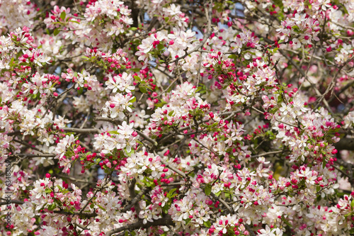 Cherry blossom flowers
