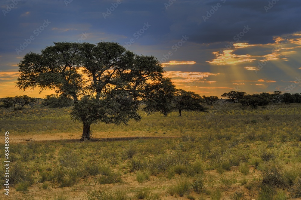 Desert Sunrise, Kgalagadi Transfrontier Park,