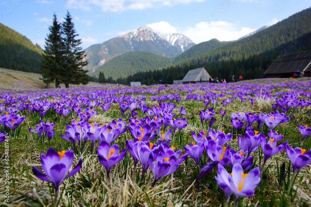 Crocuses in Chocholowska valley, Tatra Mountains, Poland Crocuses in Chocholowska valley, Tatra Mountains, Poland
