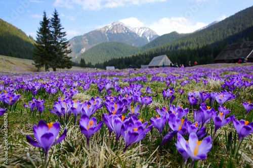 Fototapeta Naklejka Na Ścianę i Meble -  Crocuses in Chocholowska valley, Tatra Mountains, Poland