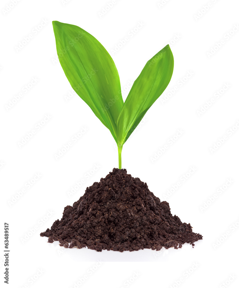 Young plant in ground isolated on white background Young plant in ground isolated on white background