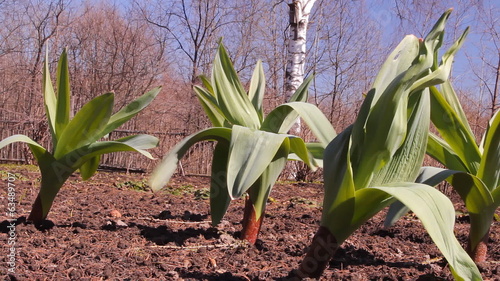 зелёная трава голубое небо