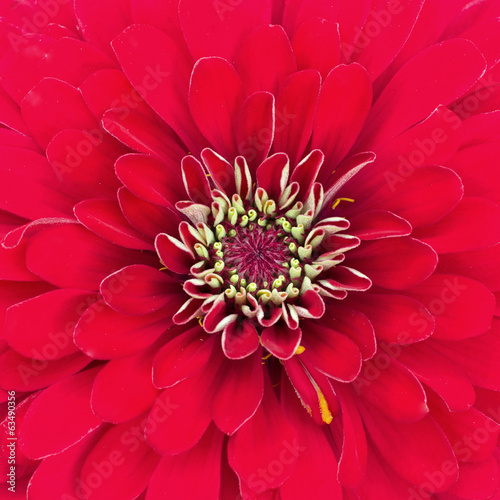 Red chrysanthemum © 24Novembers