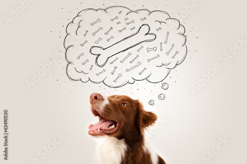 Fototapeta Naklejka Na Ścianę i Meble -  Border collie with thought bubble thinking about a bone