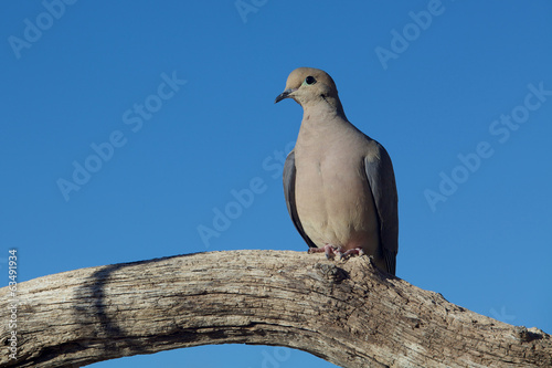 Mourning Dove Resting