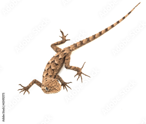 lizard on a white background. Macro