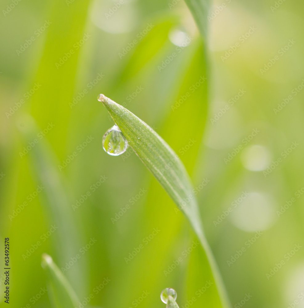 water drop on the green grass. macro water drop on the green grass. macro