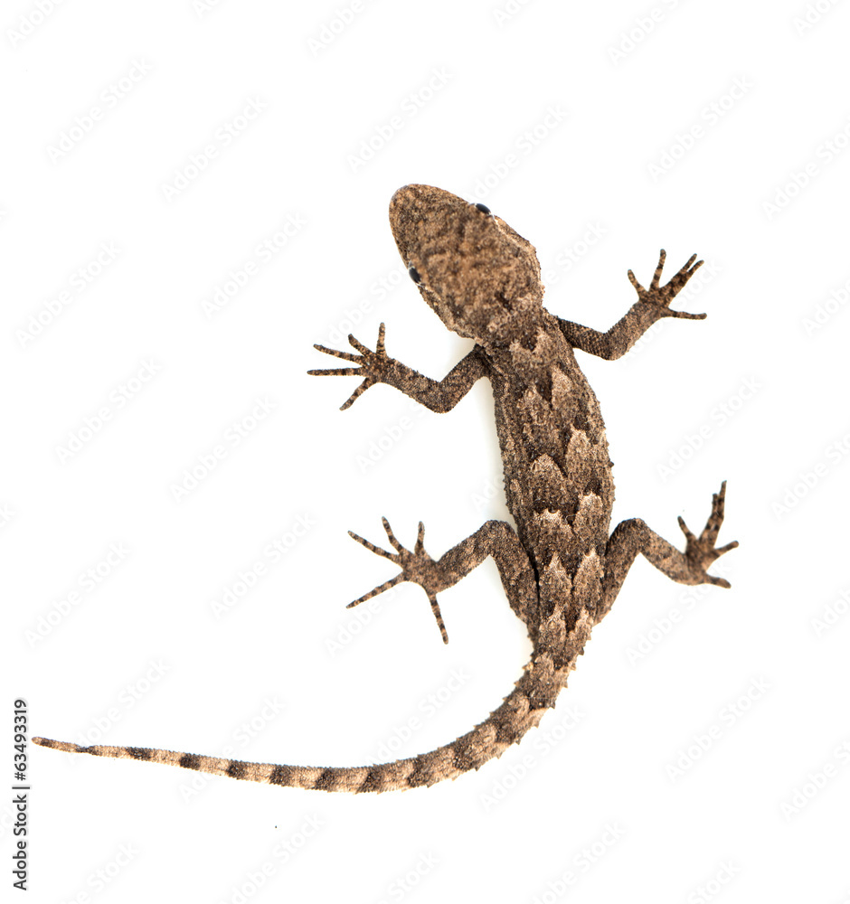 Naklejka premium lizard on a white background. Macro