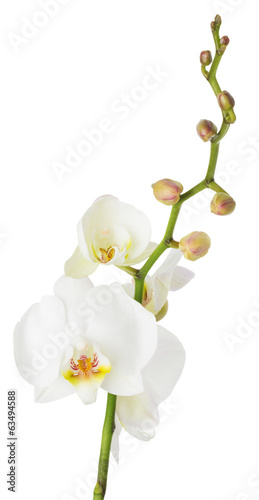 white orchid on a white background