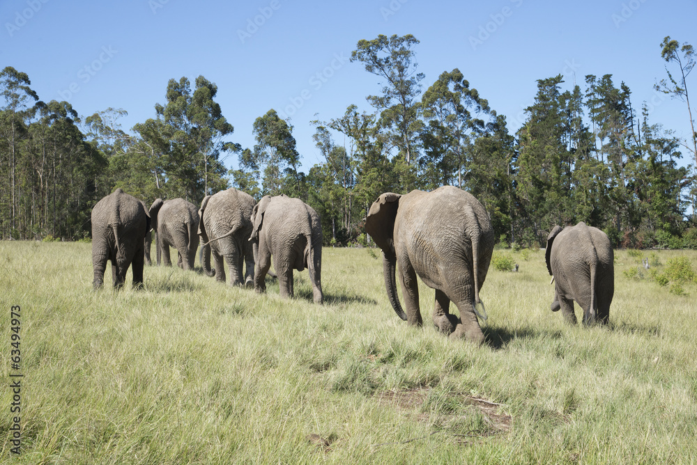 Naklejka premium Herd of African elephants walking in grasslands. South Africa