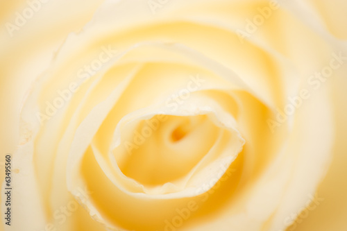 beautiful white rose