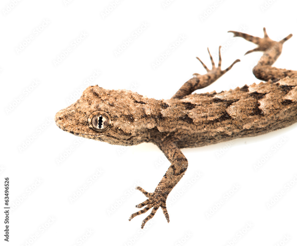 lizard on a white background. Macro lizard on a white background. Macro
