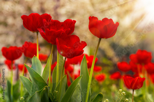Bild auf Leinwand orange tulip on color blurred background