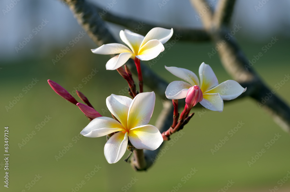 Plumeria White Plumeria White