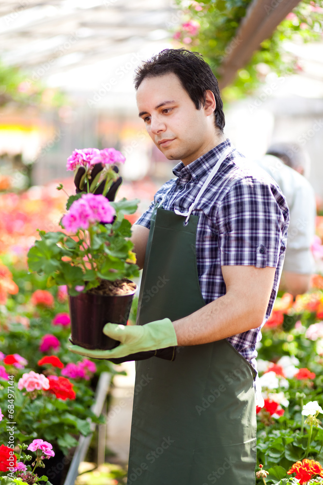 Greenhouse worker holding a flower pot