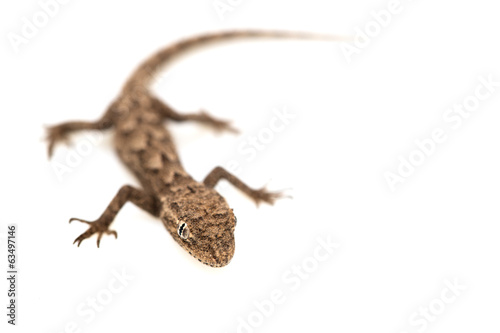 lizard on a white background. Macro © schankz