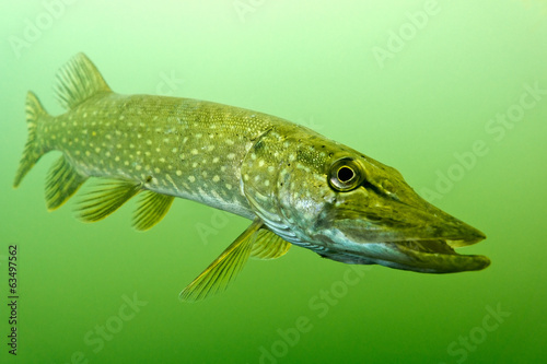 Pike in the lake