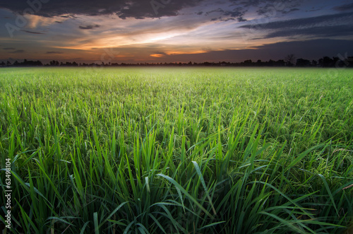 Rice field