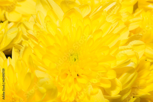 beautiful background of yellow flower