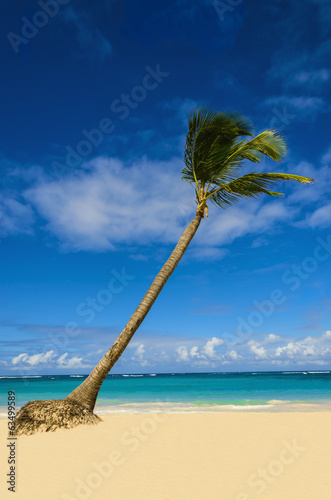 High palm tree on Caribbean beach with golden sand