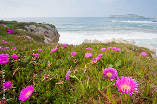 Uña de gato (carpobrotus edulis) photo