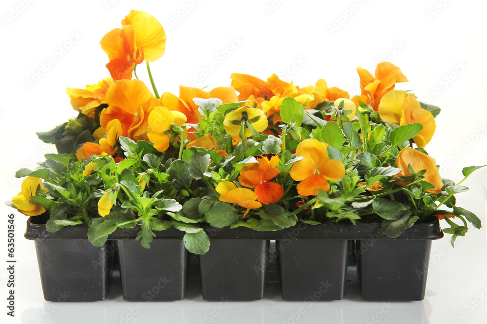 pansy flowers in a rows on white background